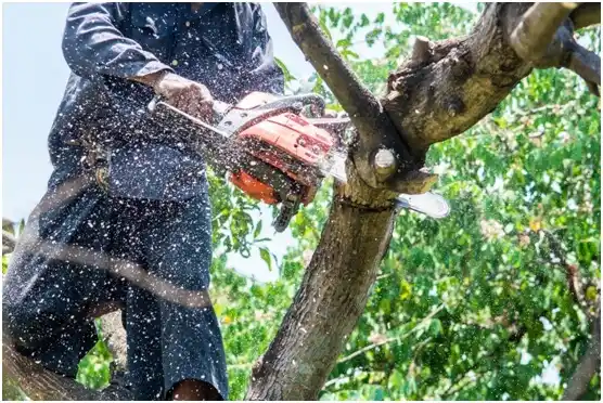 tree services Fobes Hill